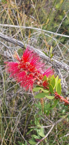 Melaleuca citrina (crimson bottlebrush)