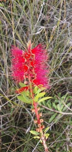 Melaleuca citrina (crimson bottlebrush) (alternate view 2)