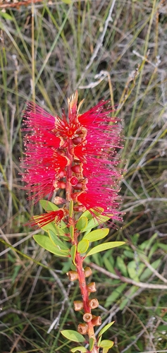 Melaleuca citrina (crimson bottlebrush) (alternate view 3)