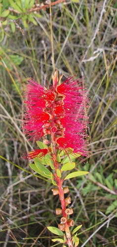 Melaleuca citrina (crimson bottlebrush) (alternate view 4)