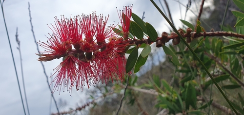 Melaleuca citrina (crimson bottlebrush) (alternate view 5)