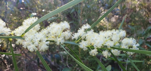 Acacia suaveolens (Sweet Wattle) (alternate view 6)