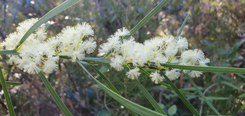 Acacia suaveolens (Sweet Wattle) (alternate view 7)