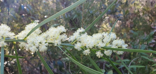 Acacia suaveolens (Sweet Wattle) (alternate view 8)