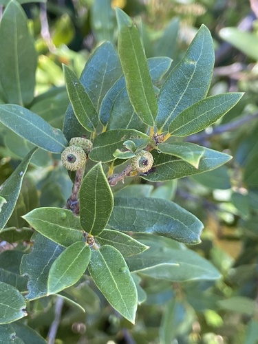 Quercus vacciniifolia (Huckleberry Oak) (alternate view 3)