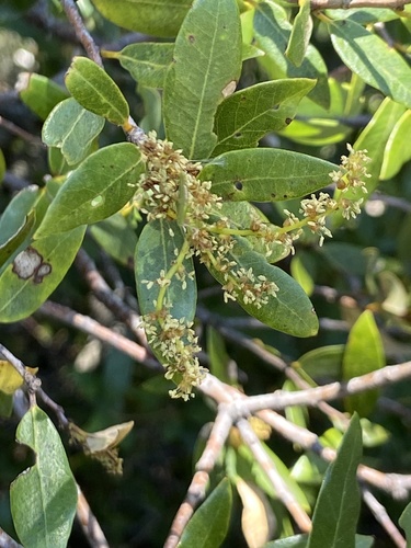 Quercus vacciniifolia (Huckleberry Oak) (alternate view 4)