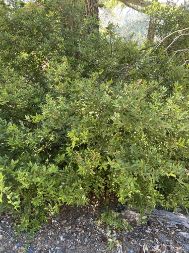 Quercus vacciniifolia (Huckleberry Oak) (alternate view 5)