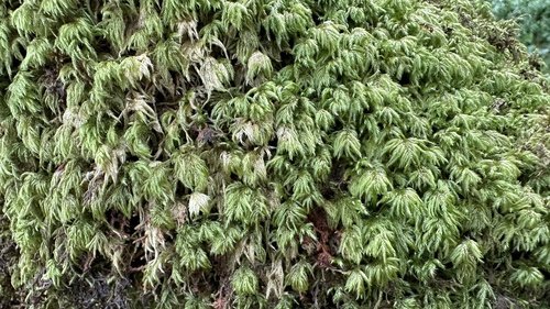 Pseudisothecium myosuroides (Mouse-tail Moss)