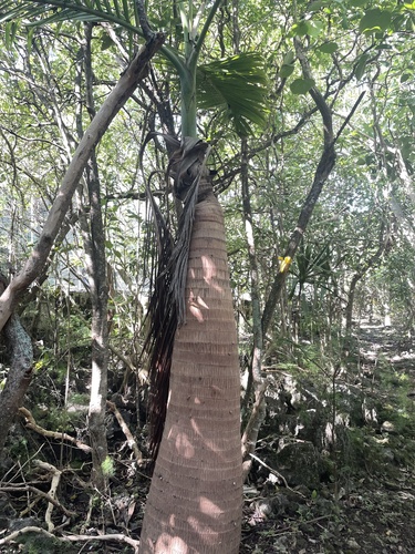 Hyophorbe lagenicaulis (Bottle Palm)