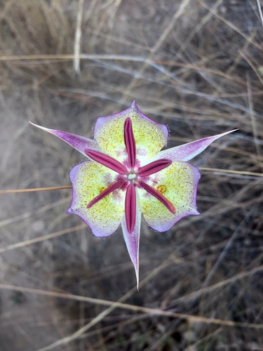 Calochortus (mariposa lilies) (alternate view 5)