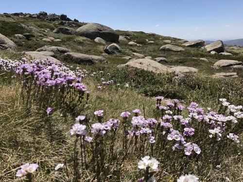 Euphrasia collina (purple eyebright) (alternate view 4)