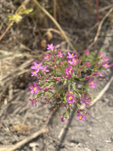 Centaurium tenuiflorum (Slender Centaury) (alternate view 9)