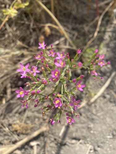Centaurium tenuiflorum (Slender Centaury) (alternate view 10)