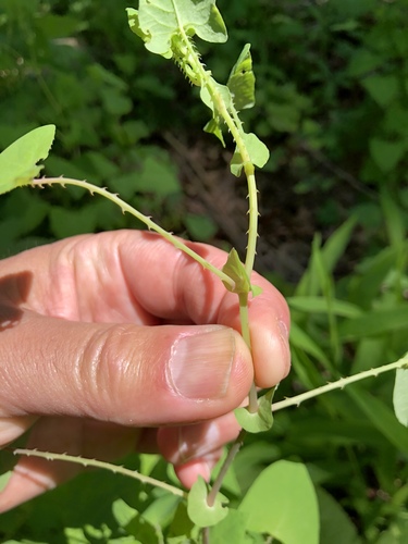 Persicaria perfoliata (mile-a-minute weed) (alternate view 4)