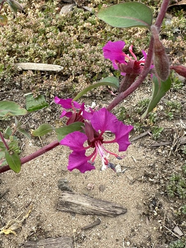Clarkia unguiculata (Elegant Clarkia) (alternate view 3)