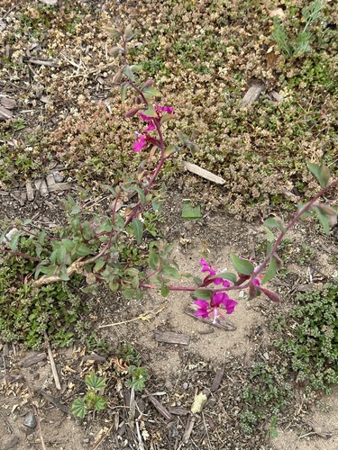 Clarkia unguiculata (Elegant Clarkia) (alternate view 4)