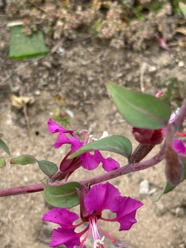 Clarkia unguiculata (Elegant Clarkia) (alternate view 5)