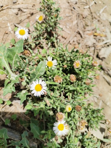 Aphanostephus ramosissimus (Lazy Daisy) (alternate view 10)