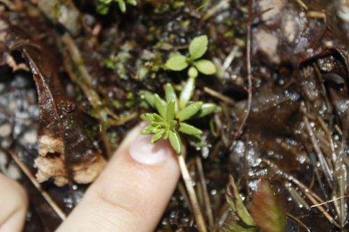 Saxifraga aizoides (Yellow Saxifrage) (alternate view 2)