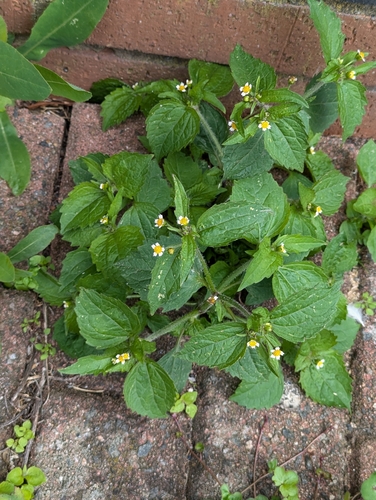 Galinsoga quadriradiata (shaggy soldier)