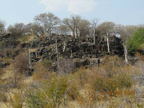 Moringa (Moringas) (alternate view 8)