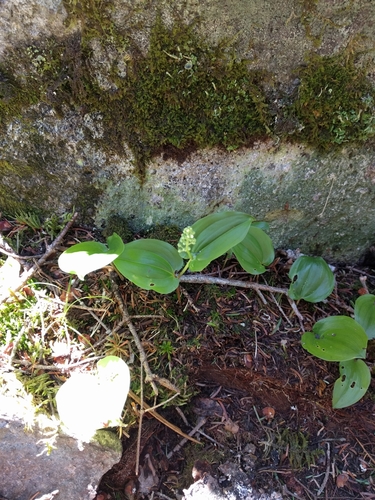 Maianthemum canadense (Canada mayflower)