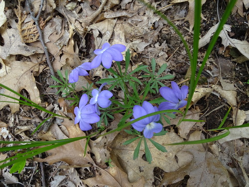 Viola pedata (bird's foot violet) (alternate view 2)
