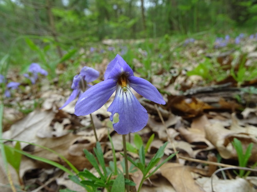 Viola pedata (bird's foot violet) (alternate view 3)