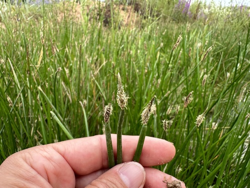 Eleocharis palustris (Common Spikerush) (alternate view 5)