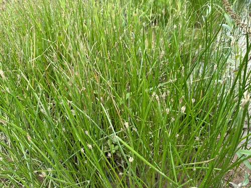 Eleocharis palustris (Common Spikerush) (alternate view 6)