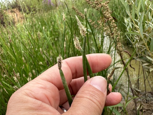 Eleocharis palustris (Common Spikerush) (alternate view 7)