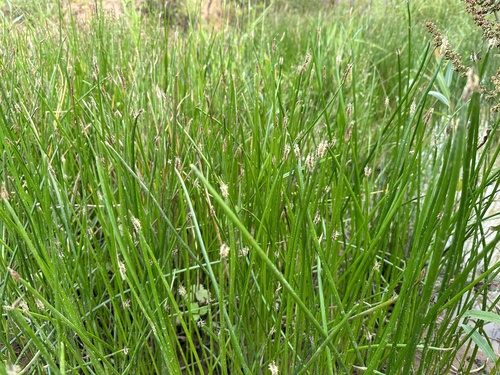 Eleocharis palustris (Common Spikerush) (alternate view 8)