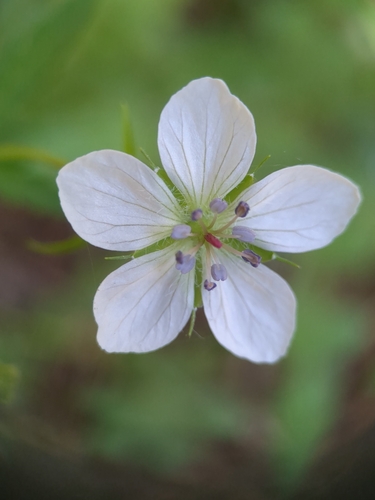 Geranium richardsonii (Richardson's geranium) (alternate view 4)