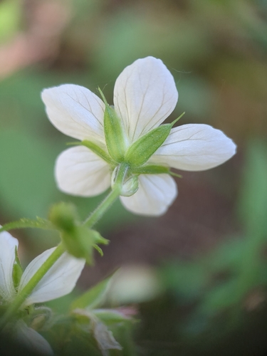 Geranium richardsonii (Richardson's geranium) (alternate view 5)
