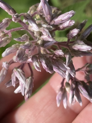 Eutrochium purpureum (sweet Joe-Pye-weed) (alternate view 2)