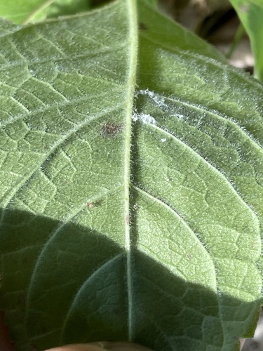 Eutrochium purpureum (sweet Joe-Pye-weed) (alternate view 4)