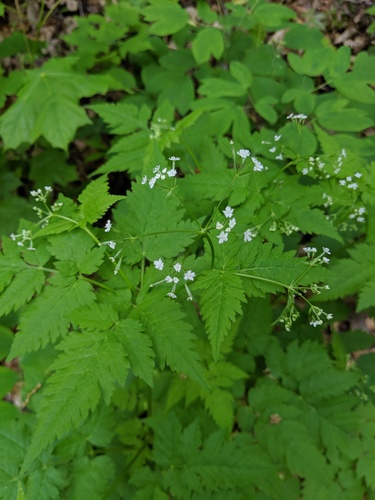 Osmorhiza claytonii (hairy sweet cicely) (alternate view 2)