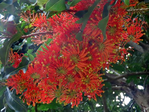 Stenocarpus sinuatus (Firewheel tree) (alternate view 5)