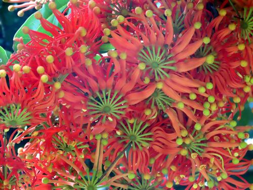 Stenocarpus sinuatus (Firewheel tree) (alternate view 4)