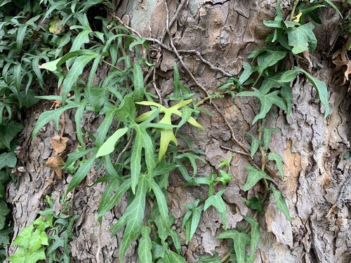 Hedera helix (English Ivy) (alternate view 6)