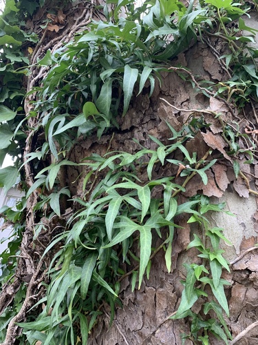 Hedera helix (English Ivy) (alternate view 7)