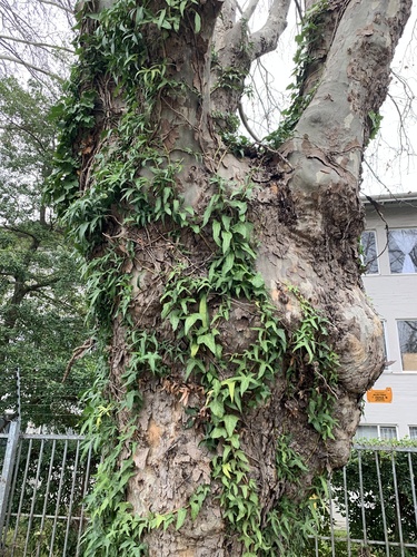 Hedera helix (English Ivy) (alternate view 8)