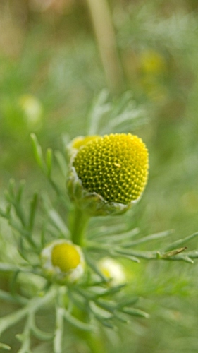 Matricaria discoidea (pineapple weed) (alternate view 3)