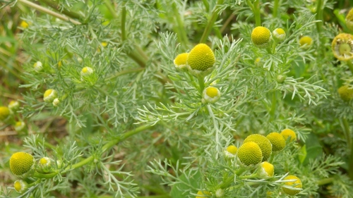 Matricaria discoidea (pineapple weed) (alternate view 4)