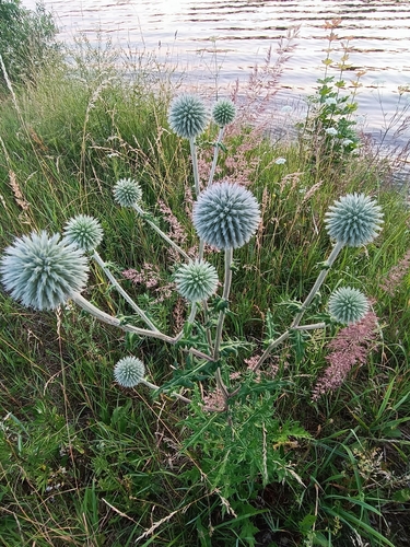 Echinops sphaerocephalus (Great Globe Thistle) (alternate view 2)