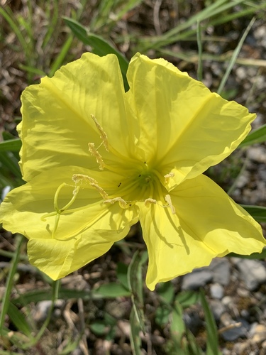 Oenothera macrocarpa (bigfruit evening primrose)