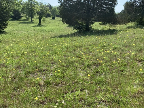 Oenothera macrocarpa (bigfruit evening primrose) (alternate view 3)