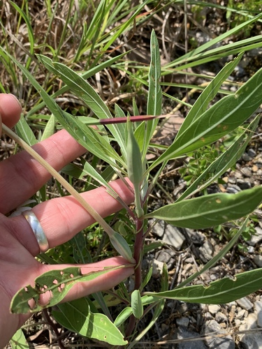 Oenothera macrocarpa (bigfruit evening primrose) (alternate view 2)