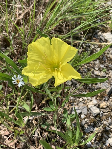 Oenothera macrocarpa (bigfruit evening primrose) (alternate view 4)
