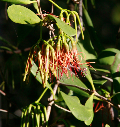 Amyema congener (variable mistletoe) (alternate view 3)